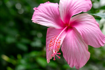pink Hibiskus flower in a garden © makl91