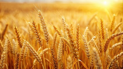 Obraz premium Close-up of a golden wheat field, agriculture, harvest, crop, nature, farm, rural, landscape, summer, agriculture industry