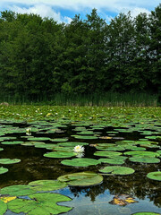 water lilies in the pond during summer