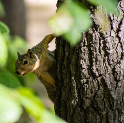 squirrel on a tree 