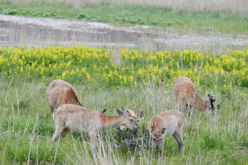 野付半島で出会った鹿