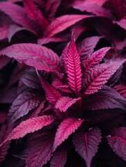 a close up of a plant with purple leaves