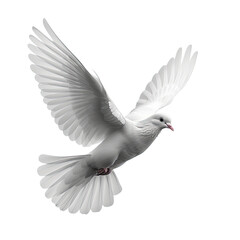 White Pigeon isolated on a transparent background for web banner
