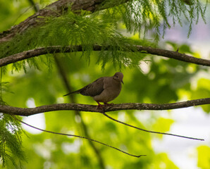 bird on a branch