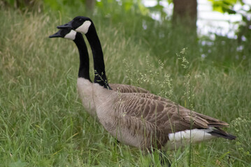 two geese in the grass
