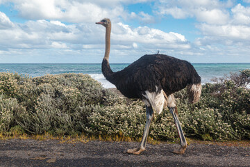 Naklejka premium Male Ostrich walking on the Road in Western Cape, Cape Town, South Africa