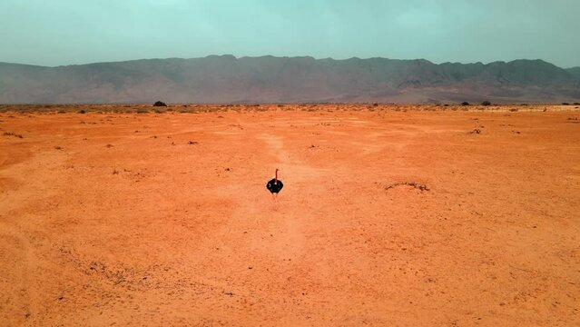 Aerial: Drone Lockdown Shot Of Emu Bird Walking On Wadi Araba At Yotvata Hai-Bar Nature Reserve