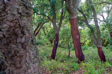 Cork trees. cork removed in 2000. number 0 written on the trunk.