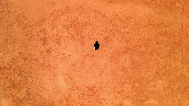 Aerial Top Forward Shot Of Second-Tallest Living Bird Walking On Wadi Araba Landscape - Yotvata, Israel