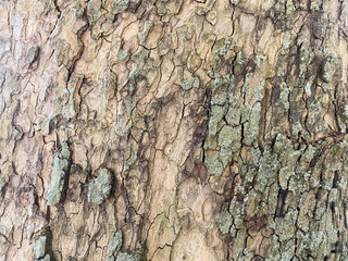 Bark of a tree textured horizontal nature background