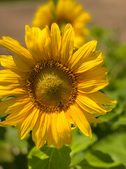 Fototapeta premium Sunflower in the garden in the sunny day. Beautiful yellow big flower with bright petals and seeds