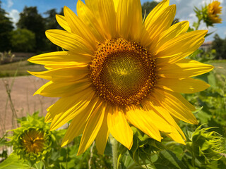 Sunflower in the garden in the sunny day. Beautiful yellow big flower with bright petals and seeds