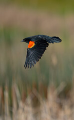 Red-Winged Blackbird Flies Through Marsh 