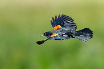 Red-Winged Blackbird Flies Through Marsh 