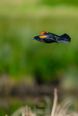 Red-Winged Blackbird Flies Through Marsh 
