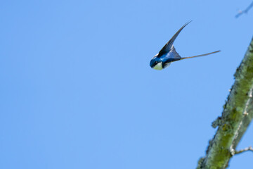 Beautiful Iridescent BlueTree Swallow Portrait