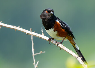 Spotted Towhee Portrait in Good Light