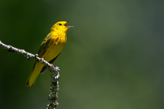 Beautiful Yellow Warbler Sings in Spring