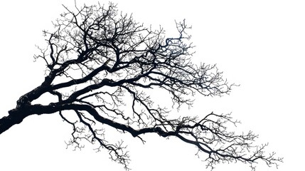 Details dried black leafless tree branches of big tree silhouette on white sky background,isolated. 