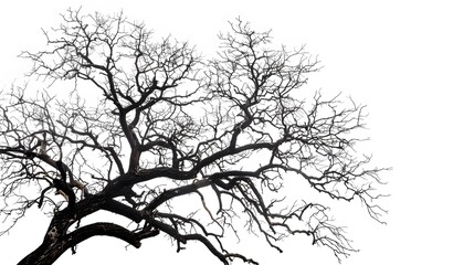 Fototapeta premium Details dried black leafless tree branches of big tree silhouette on white sky background,isolated. 