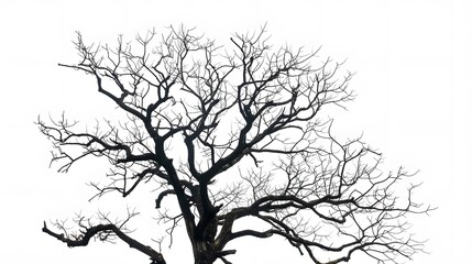 Fototapeta premium Details dried black leafless tree branches of big tree silhouette on white sky background,isolated. 