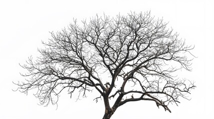 Details dried black leafless tree branches of big tree silhouette on white sky background,isolated. 