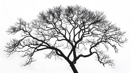 Fototapeta premium Details dried black leafless tree branches of big tree silhouette on white sky background,isolated. 