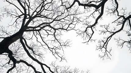 Obraz premium Details dried black leafless tree branches of big tree silhouette on white sky background,isolated. 