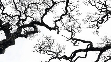 Obraz premium Details dried black leafless tree branches of big tree silhouette on white sky background,isolated. 