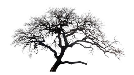 Details dried black leafless tree branches of big tree silhouette on white sky background,isolated. 