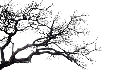 Fototapeta premium Details dried black leafless tree branches of big tree silhouette on white sky background,isolated. 