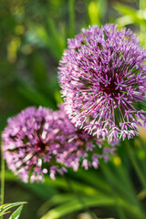 Fototapeta premium Flower head of Allium aflatunense Purple Sensation on green nature background