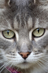 Close up of a grey tabby cat's face