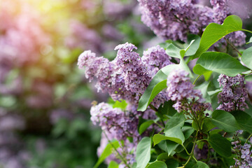 Bush of violet lilac in summer park in sunrise time
