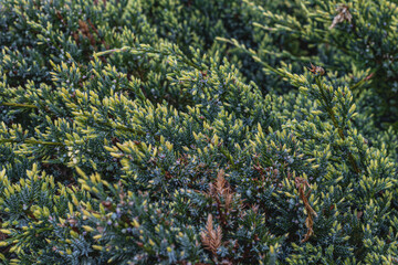 Landscaping of various conifers, trees and shrubs in the park. Photo