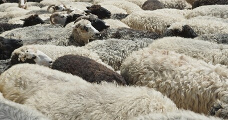 Fototapeta premium Close-up of Diverse Flock of Sheep at a Traditional Ukrainian Farm in the Carpathian Mountains, Essential to Local Cheese Production