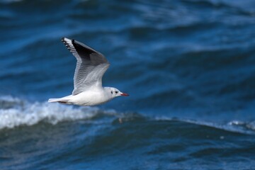 荒れた水面をバックに飛ぶユリカモメの飛翔シーン