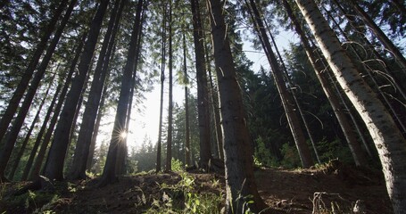 Wide-Angle View of Sunlit Coniferous Forest