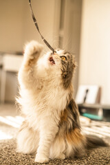 Scottish Fold Cat Playing with String Mouth Open