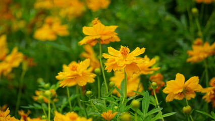 Close-up of Cosmos bipinnatus flower blooming in the field