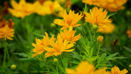 Close-up of Cosmos bipinnatus flower blooming in the field