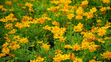 Close-up of Cosmos bipinnatus flower blooming in the field