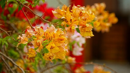 Close-up of Bougainvillea flowers blooming on a tree