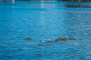 Fototapeta premium Dunlaoghaire, Dublin, Ireland - seaside city scenery