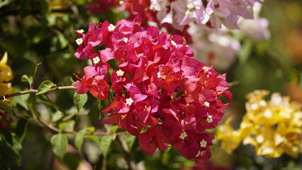 Close-up of Bougainvillea flowers blooming on a tree