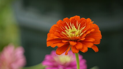 Close-up of blooming Zinnia angustifolia chrysanthemum