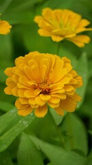 Close-up of blooming Zinnia angustifolia chrysanthemum
