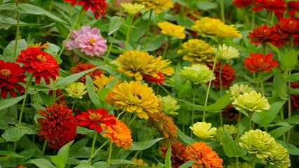Close-up of blooming Zinnia angustifolia chrysanthemum