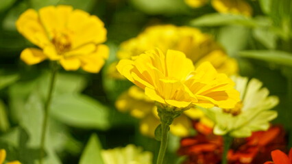 Close-up of blooming Zinnia angustifolia chrysanthemum