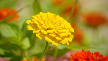Close-up of blooming Zinnia angustifolia chrysanthemum